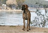DOGUE ALLEMAND 991